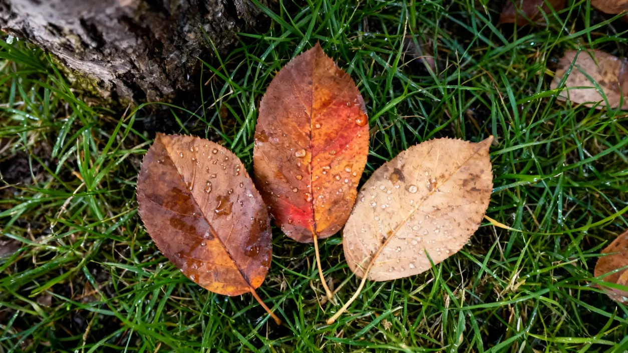 Tre foglie secche sul prato bagnato vicino a un tronco d'albero