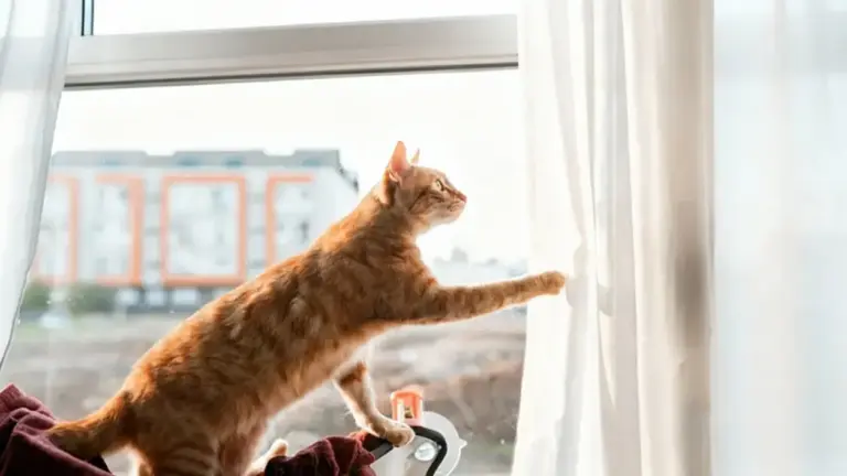 Gatto arancione che si arrampica su una tenda vicino a una finestra