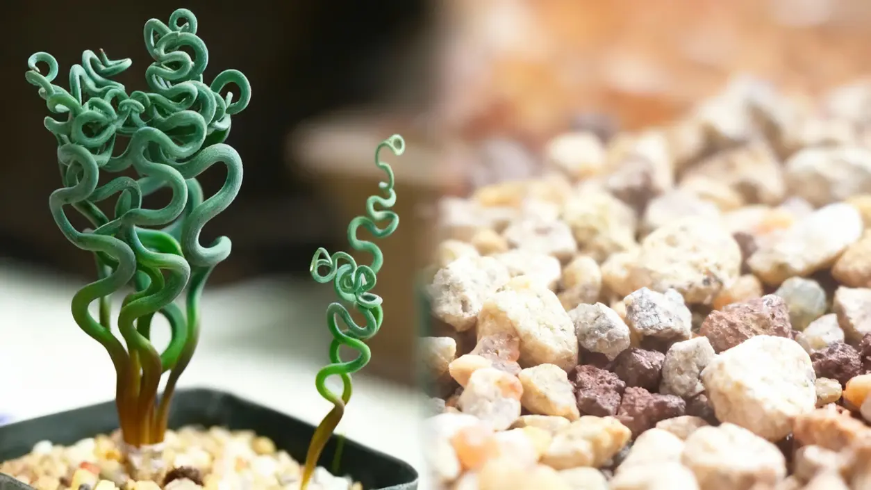 Pianta grassa dalle foglie arricciate in un vaso con ghiaia decorativa