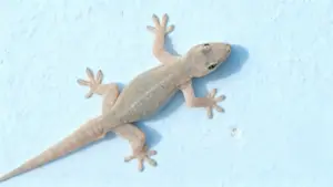 Geco su una parete chiara all'interno di una casa