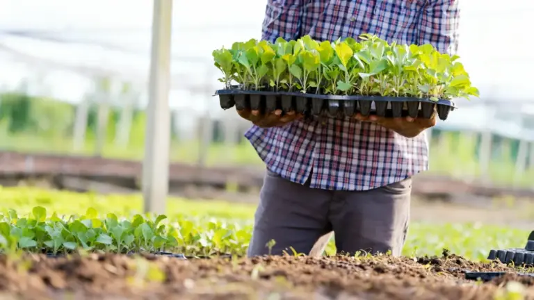 Persona in camicia a quadri che tiene un vassoio con piantine verdi in un orto.