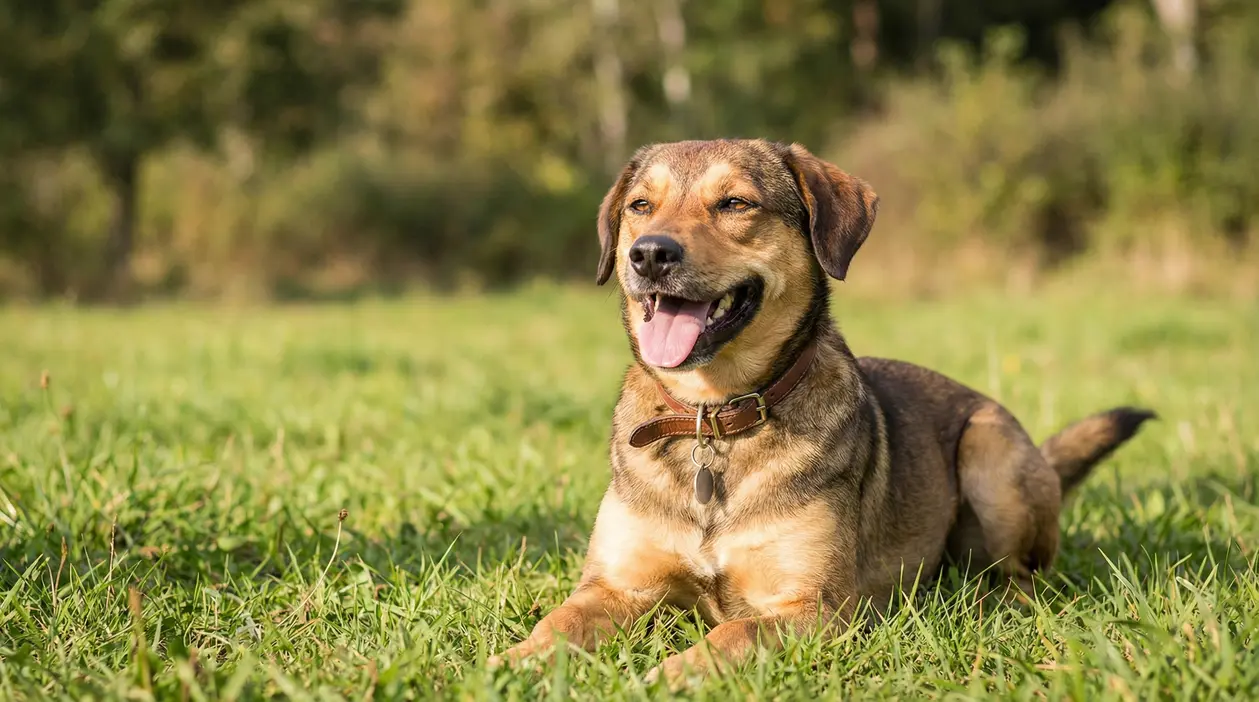 Cane seduto su un prato verde con espressione felice e rilassata